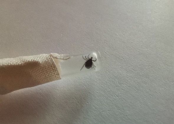 «Осторожно, обработано акарицидом». Ищут подрядчика для защиты общественных пространств от клещей