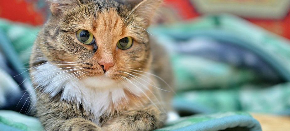 За «Трех котов» с предпринимателя взыскали 70 000