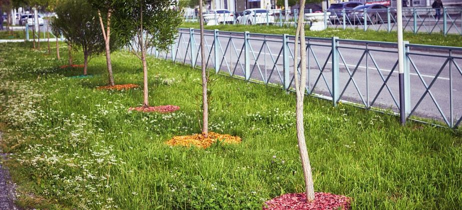 На улице Ленина посыпят цветной стружкой почти все деревья