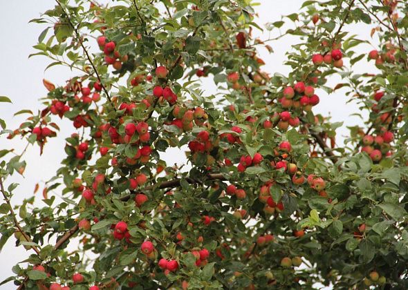 Жаркая погода на севере области простоит до 11 августа