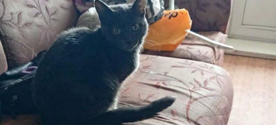 «Большая помощь маленькому другу». В Краснотурьинске собирают корм и ищут добрые руки для животных