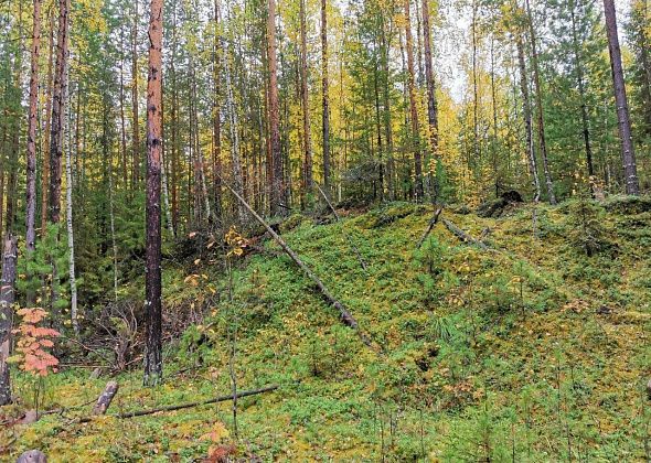 Уральские ученые исследуют гибель леса вблизи заповедника «Денежкин Камень»