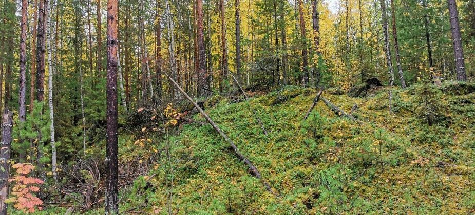 Уральские ученые исследуют гибель леса вблизи заповедника «Денежкин Камень»