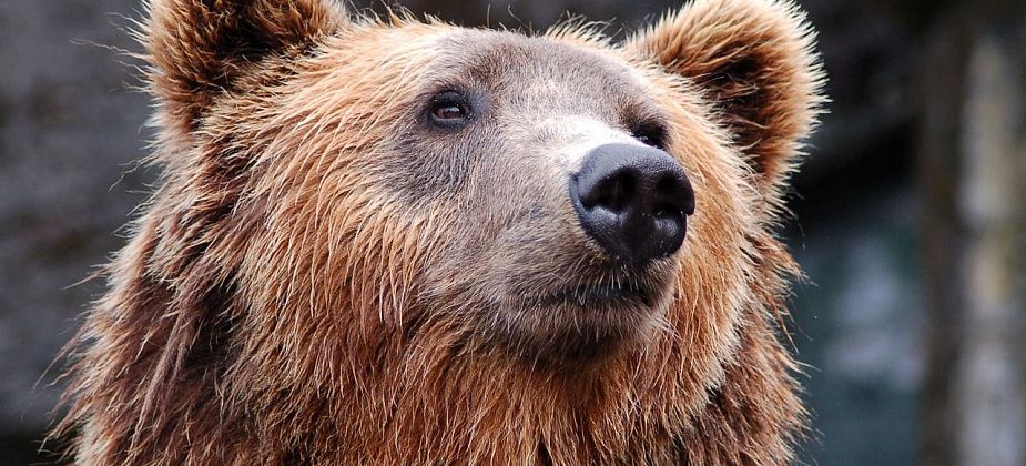 СРОЧНО! Медведь подошел вплотную к городу. Его следы – на «первой» поляне