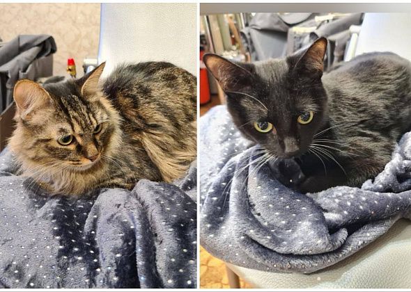 Котов, подброшенных в ветлечебницу, приютила семья из Краснотурьинска