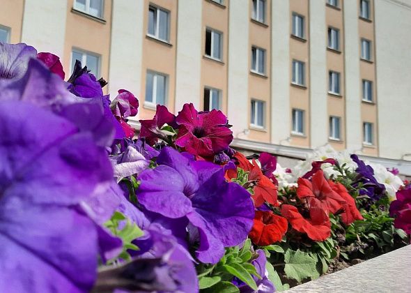 В Краснотурьинске высадят рекордное количество цветов. Впервые посадили бакопу