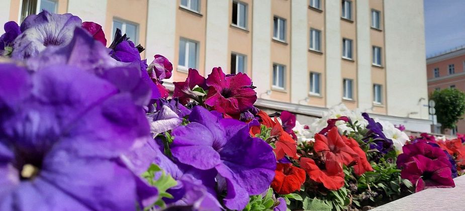 В Краснотурьинске высадят рекордное количество цветов. Впервые посадили бакопу
