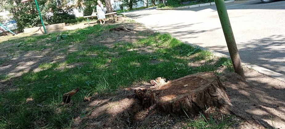 Пенсионерка недовольна вырубкой тополей: “От деревьев много кислорода”