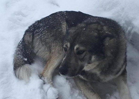 Полиция проводит проверку по факту гибели пса Федора