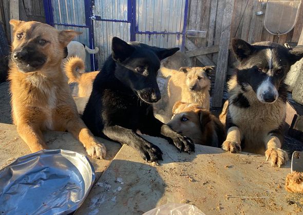 В спортшколе Краснотурьинска собирают корм и теплые вещи для питомцев приюта из Серова