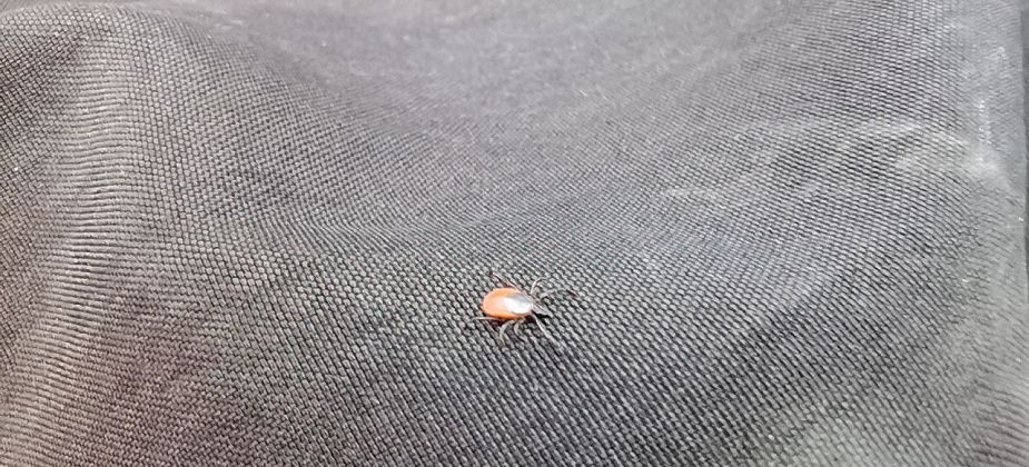 На 15% меньше: в Краснотурьинске снизилось число жертв клещей