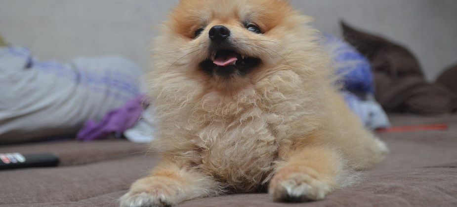 Ищут ловцов бездомных собак 