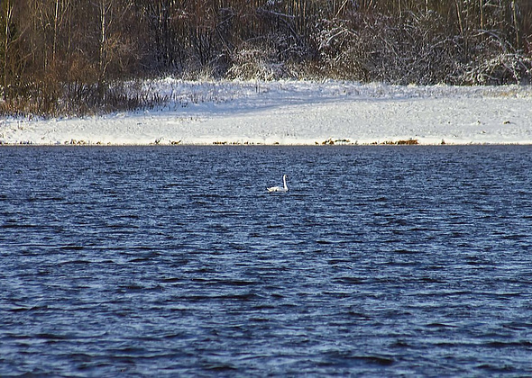 В  Краснотурьинск прилетел лебедь. Гостит на пруду