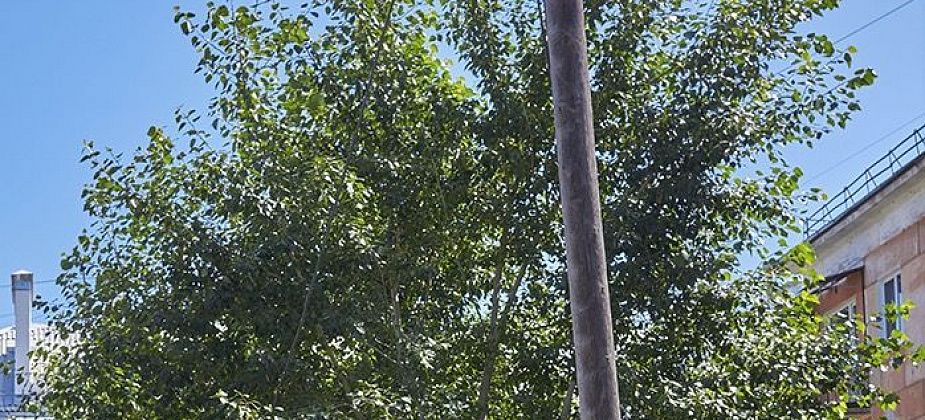 Куда обращаться краснотурьинцам, чтобы срубить тополь?