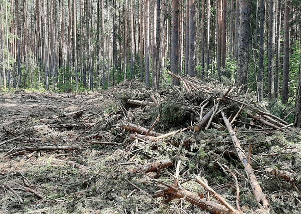 У Краснотурьинска вырубают лес
