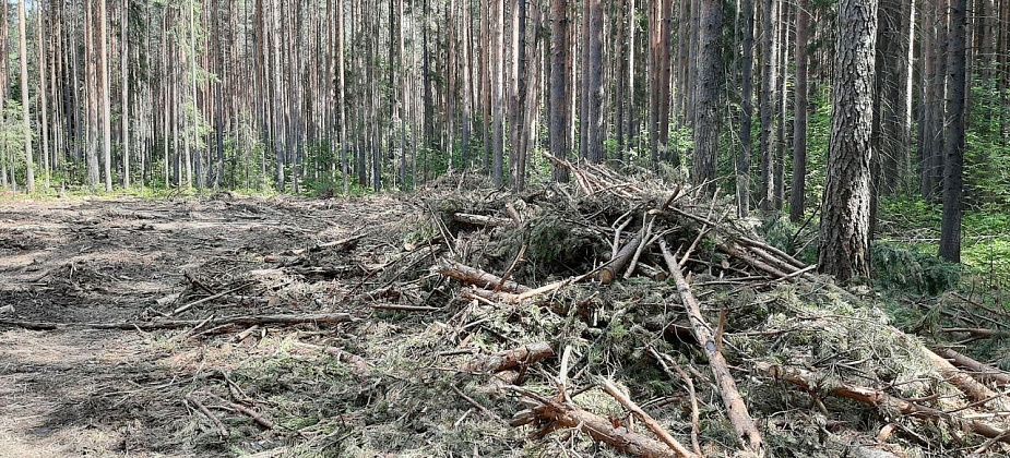 У Краснотурьинска вырубают лес
