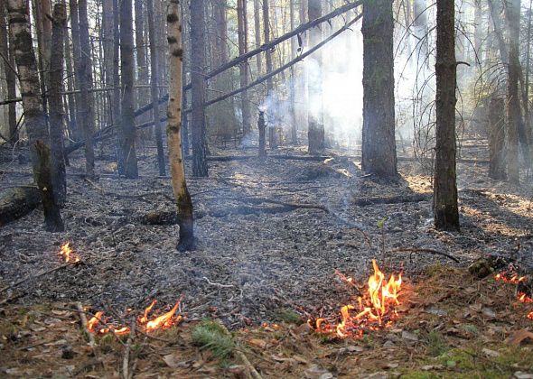 В Краснотурьинске зарегистрирован лесной пожар. Причина - неосторожное обращение с огнем