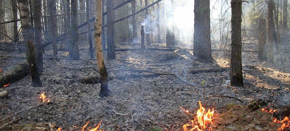 В Краснотурьинске зарегистрирован лесной пожар. Причина - неосторожное обращение с огнем