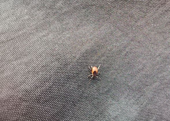 Двое местных студентов пострадали от клещей в Карпинске