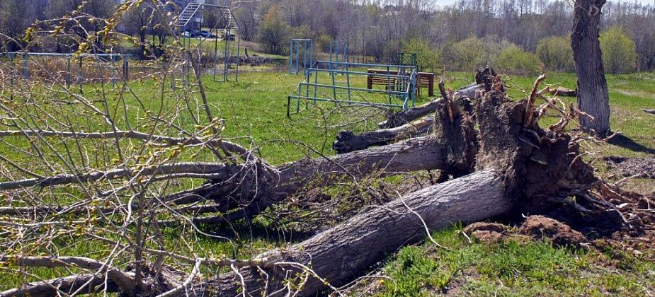 В Краснотурьинске спилят 63 дерева