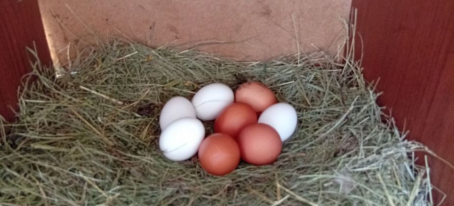 Полугодовалые курочки несут по яйцу каждое утро. И в уходе птички неприхотливы