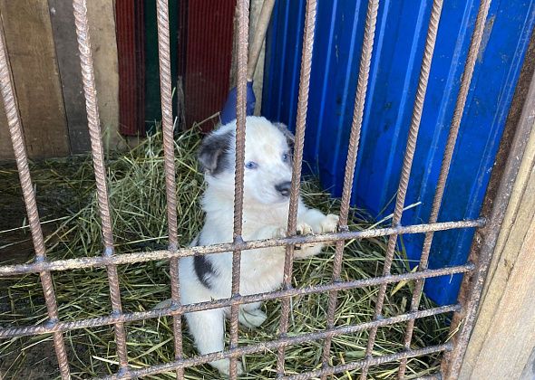 В Краснотурьинске идет акция «Лапы добра» для помощи приюту в Серове