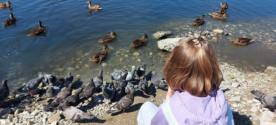 В зоопарке рассказали, можно ли кормить диких уток хлебом?