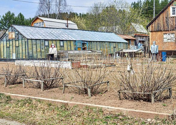 Начинаем садовый сезон. Чем заняться садоводам в апреле? 