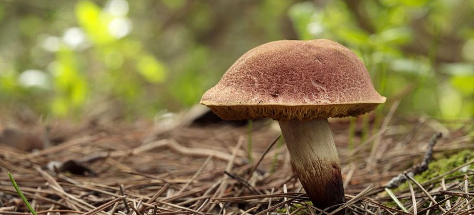 Приметы на 10 августа. Отправляемся за грибами, не делаем покупок