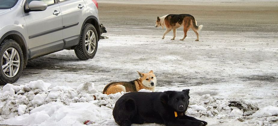 "Администрация может убрать собак с территории?". Внимание краснотурьинцев привлекала стая в центре