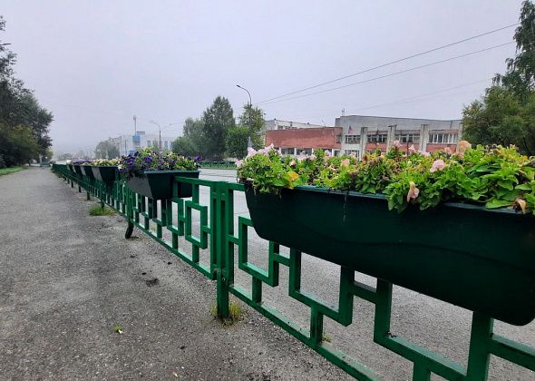«Все зависит от погоды». Скоро уберут цветы с городских клумб