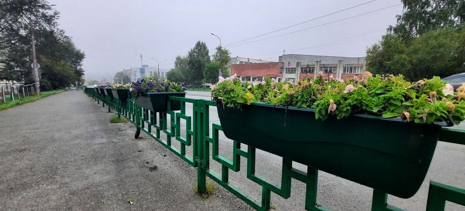 «Все зависит от погоды». Скоро уберут цветы с городских клумб