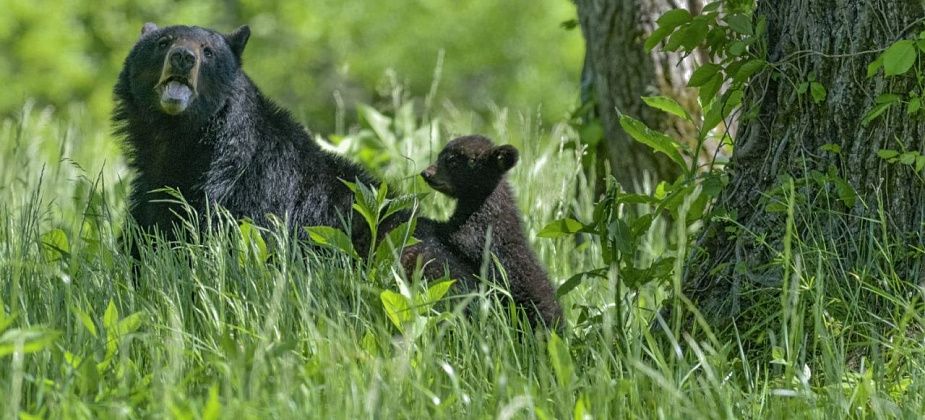 Под Краснотурьинском видели медведицу с медвежонком