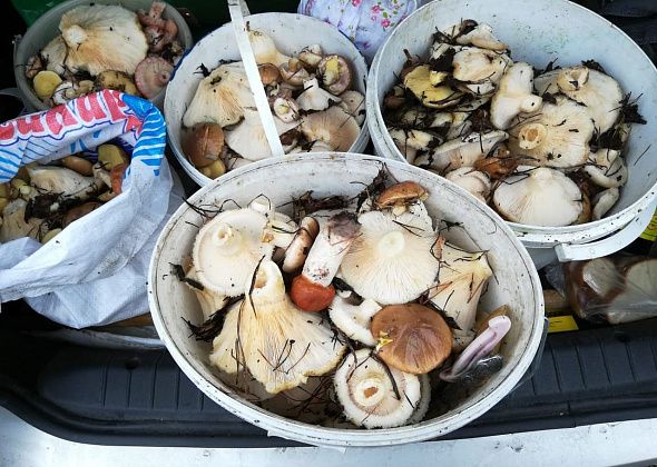 Грибники штурмуют леса и не могут нарадоваться – грибов нынче много