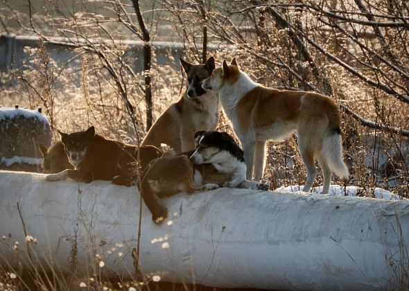 В январе в Краснотурьинске отловили 16 бездомных псов