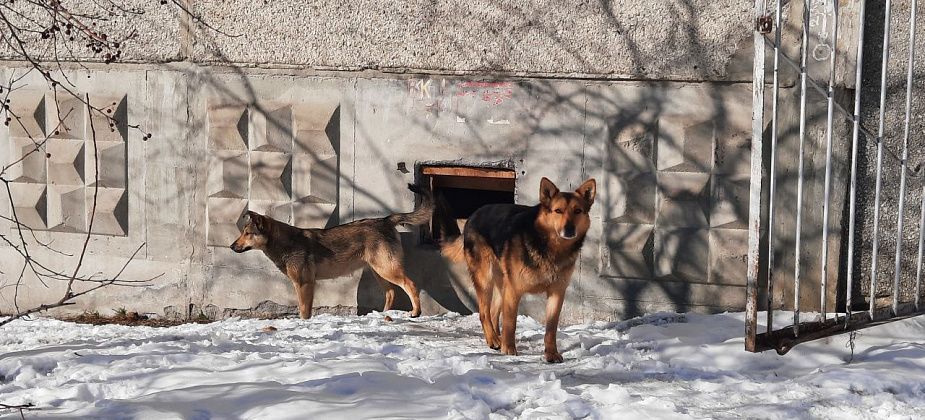 На отлов собак выделяют почти 200 тысяч