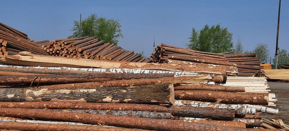 У мэрии в очередной раз не получилось продать древесину
