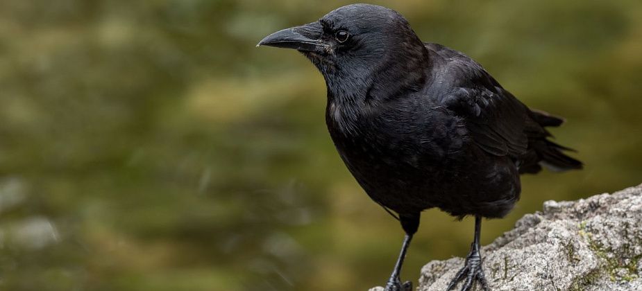 Приметы на 15 апреля. Наблюдаем за воронами, занимаемся стиркой 