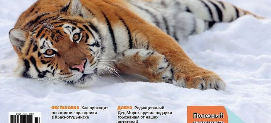 Собаки нападают на людей, город встретил 2022-й, а жилье опять выросло в цене: в свежей «Вечерке»
