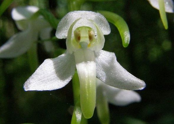 Блог. Александр Меркер: "Ликбез по растениям. Орхидея любка двулистная"
