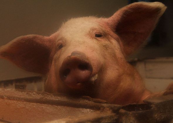 В Карпинске обнаружен очаг африканской чумы свиней. Ситуация на контроле у ветеринарной службы