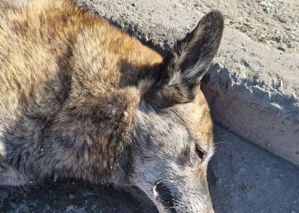 Утром в Краснотурьинске нашли тело еще одной собаки. Ее звали Рыжуха
