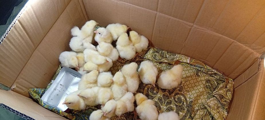 Моим бройлерам месяц. Растут как на дрожжах