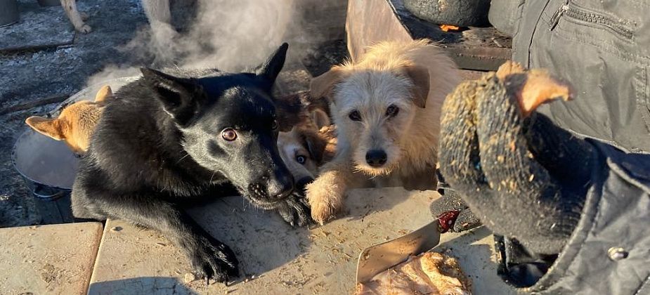 В Краснотурьинске запустили «Добрый прокат»: лыжи в обмен на корм для животных