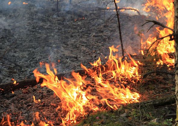 С сегодняшнего дня запрещается разводить открытый огонь в садах и лесах