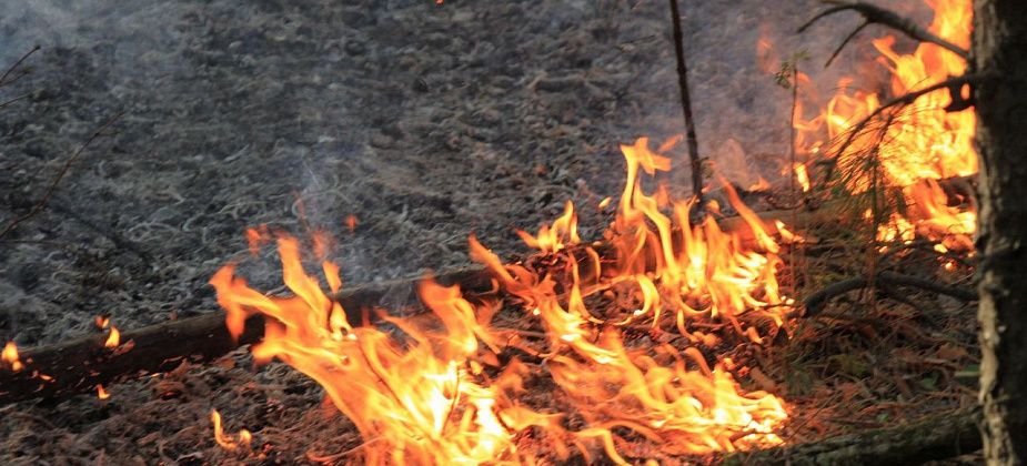 С сегодняшнего дня запрещается разводить открытый огонь в садах и лесах