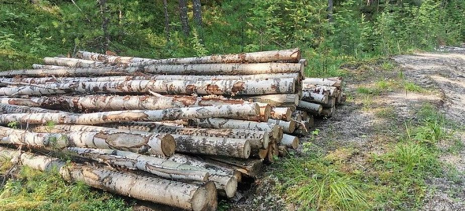У мэрии не получилось продать древесину, даже в 2 раза снизив цену