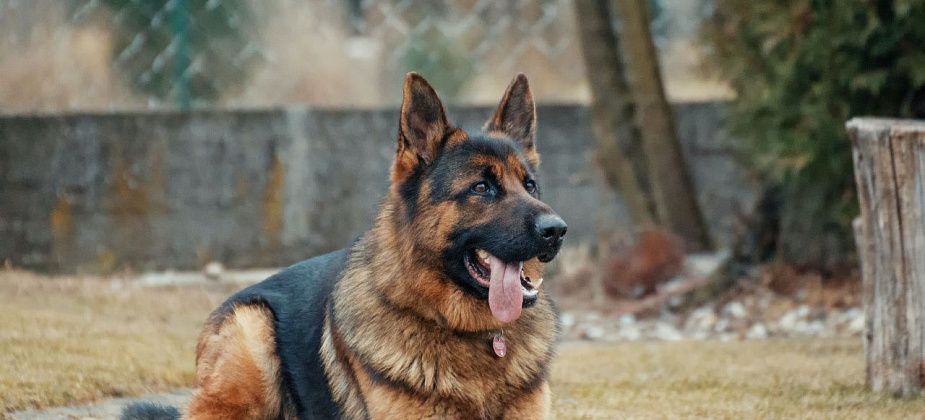 Собаковод заплатит 100 000 рублей за нападение пса на ребенка. Пострадал 11-летний мальчик