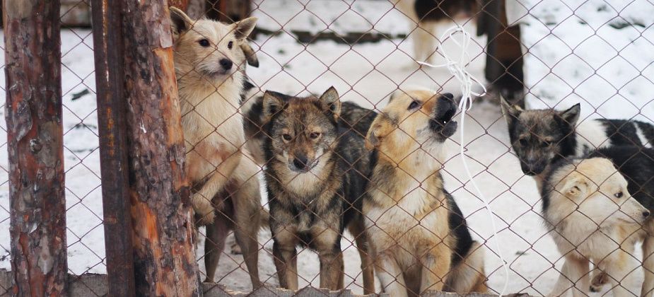 Подростковый клуб "Юный техник" собирает корма для бездомных животных