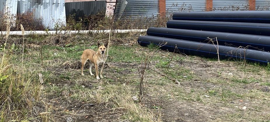В больнице раскрыли число пострадавших от нападений животных